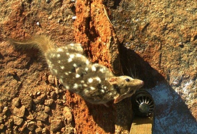 Hopes for northern quoll in Murujuga National  Park