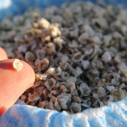 Pilbara trial bolstered by additional 120,000 oysters