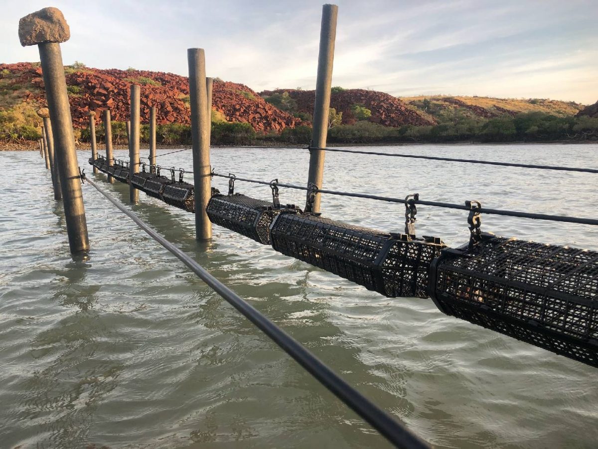 Tropical black lip rock oyster breeding trials return successful results