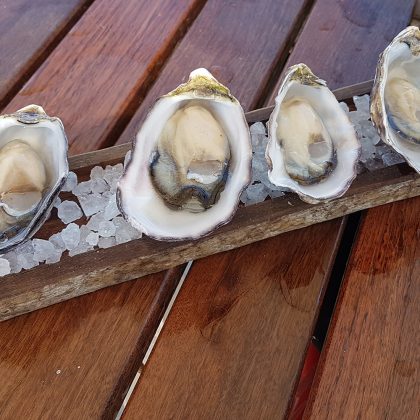 Aquaculture tour learning experience for local rock oyster project proponents